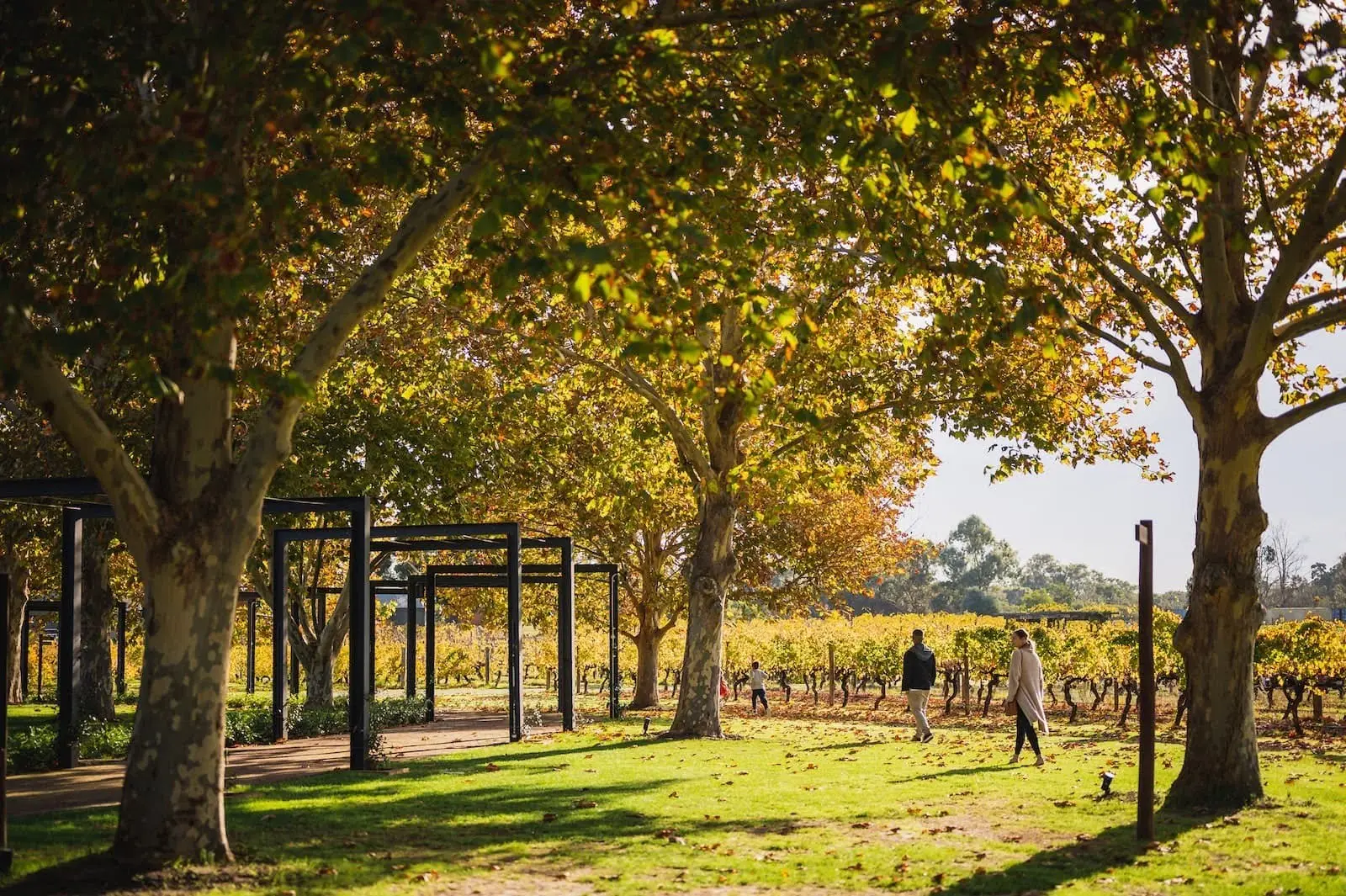 Swan Valley in June: Why Winter is the Perfect Time for a Perth Wine Tour by Bus