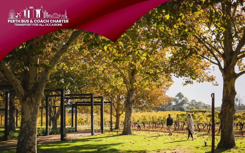 Swan Valley in June: Why Winter is the Perfect Time for a Perth Wine Tour by Bus